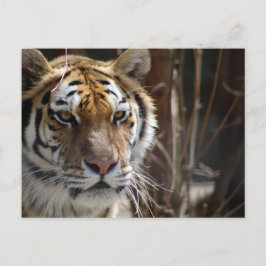 Tiger Postkarte