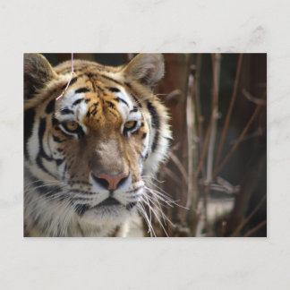 Tiger Postkarte