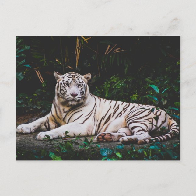 Tiger Postkarte (Vorderseite)