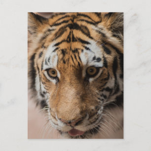Tiger Postkarte