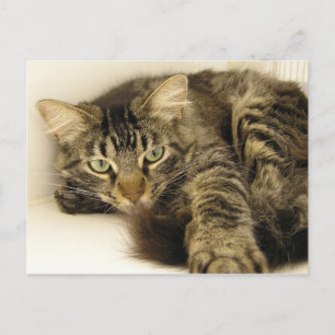 Tiger Postkarte
