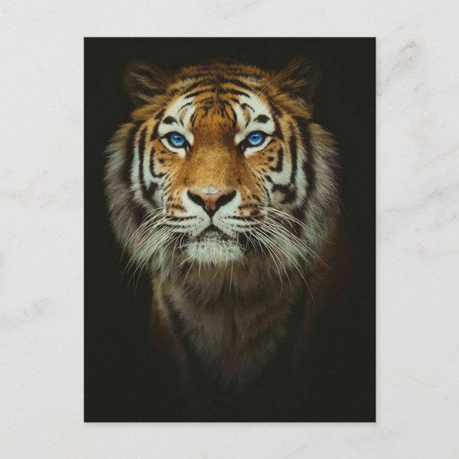 Tiger Postkarte (Vorderseite)