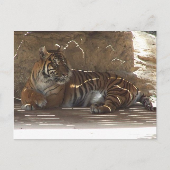 Tiger Postkarte (Vorderseite)