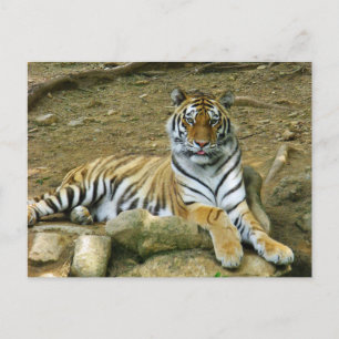 Tiger Postkarte