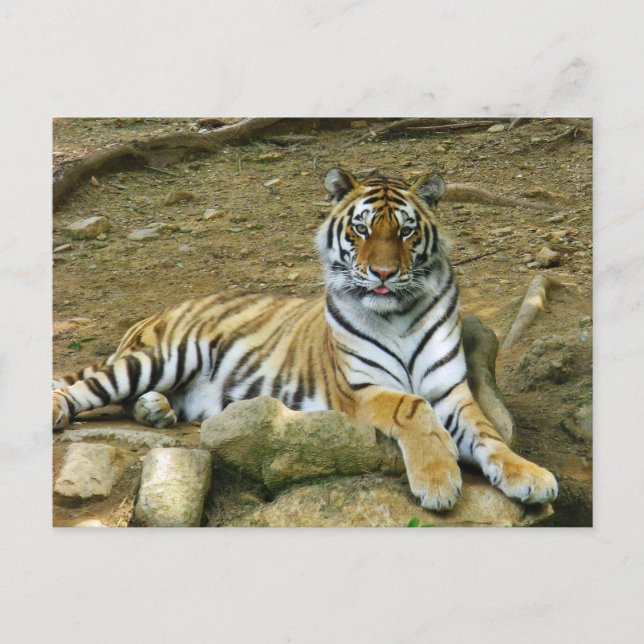 Tiger Postkarte (Vorderseite)