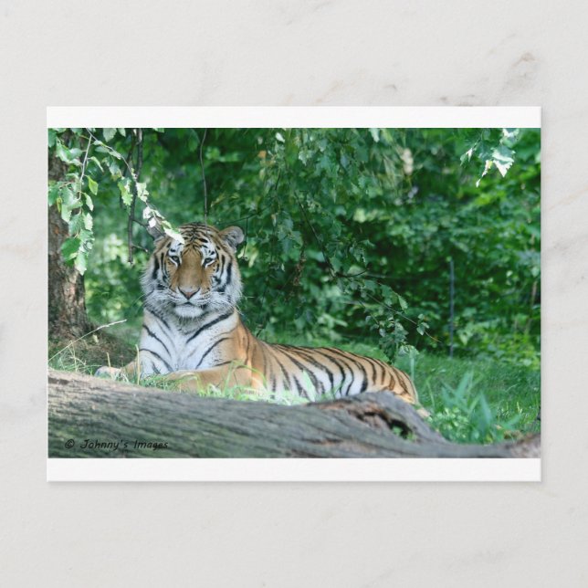 Tiger Postkarte (Vorderseite)