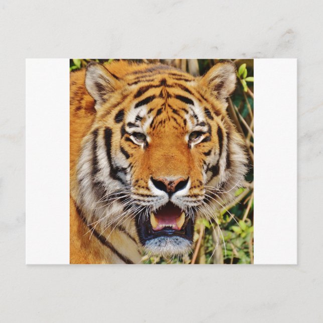 Tiger Postkarte (Vorderseite)