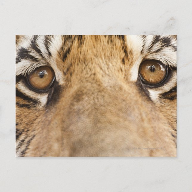 Tiger Postkarte (Vorderseite)