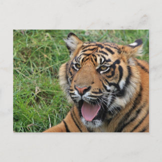 Tiger Postkarte