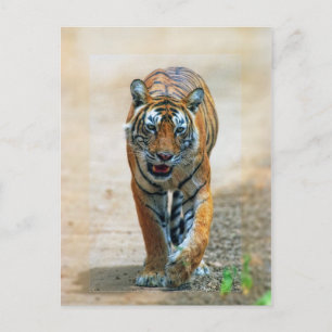 Tiger Postkarte