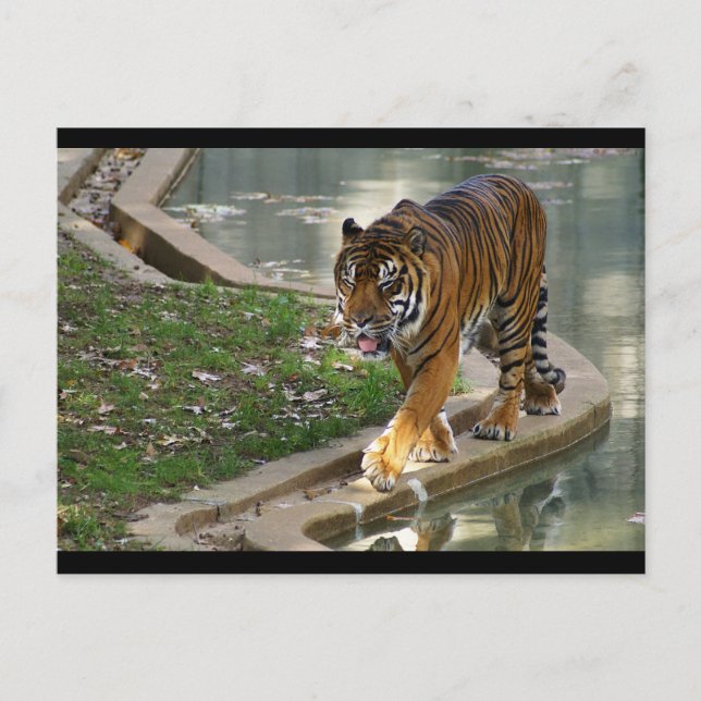 Tiger Postkarte (Vorderseite)