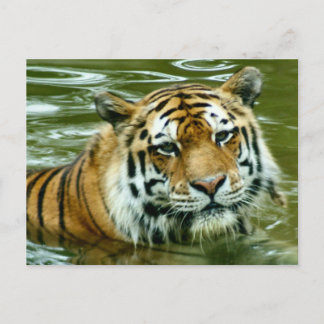 Tiger Postkarte