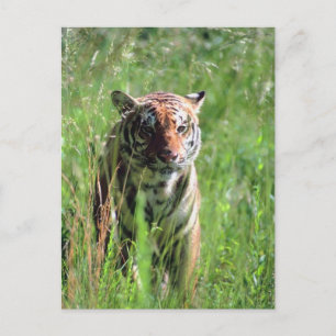 Tiger Postkarte
