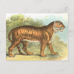 Tiger Postkarte
