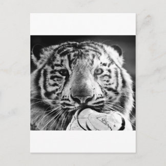 Tiger Postkarte