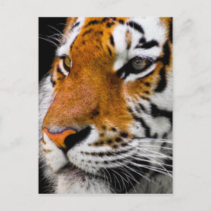 Tiger Postkarte