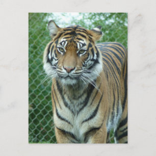 Tiger Postkarte