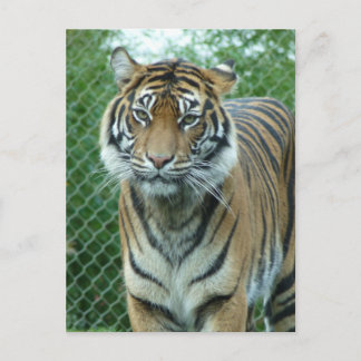 Tiger Postkarte