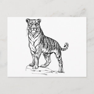 Tiger Postkarte