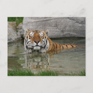 Tiger-Postkarte Postkarte