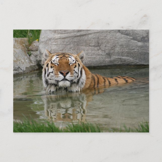 Tiger-Postkarte Postkarte (Vorderseite)