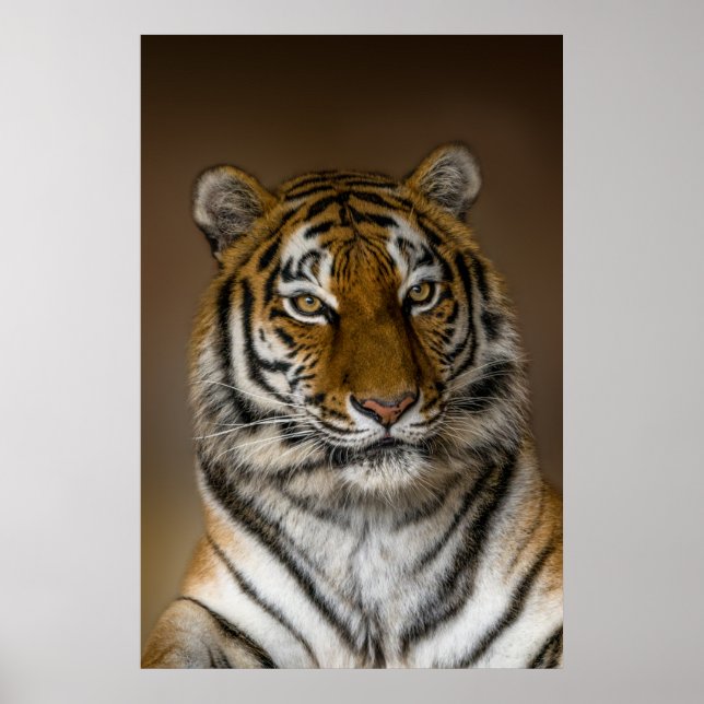 Tiger-Profil Poster (Vorne)