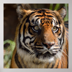 Tiger Profile Poster