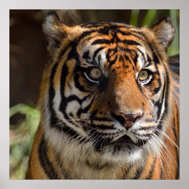 Tiger Profile Poster (Vorne)
