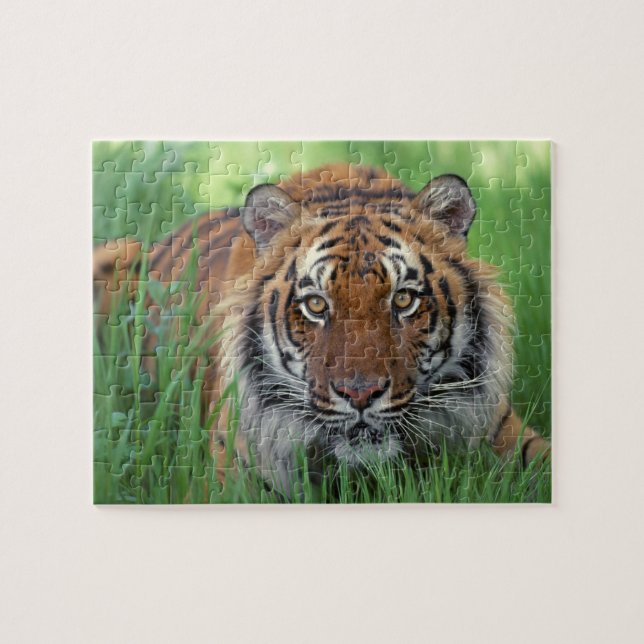 Tiger-Puzzle Puzzle (Horizontal)