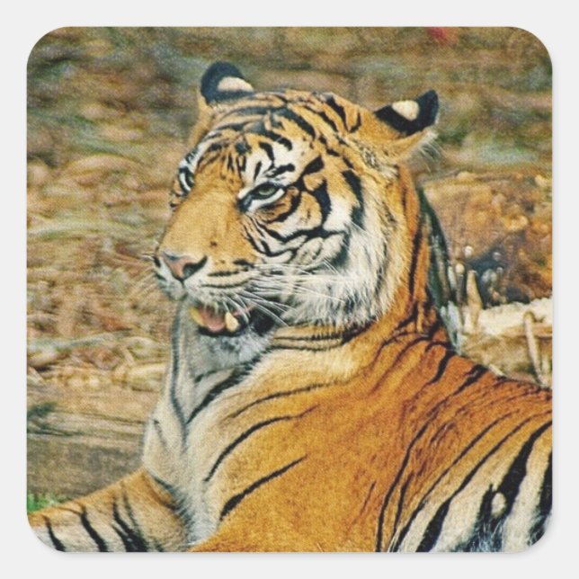Tiger Quadratischer Aufkleber (Vorderseite)