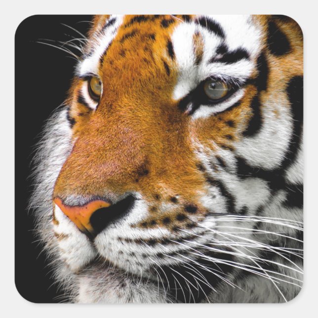 Tiger Quadratischer Aufkleber (Vorderseite)