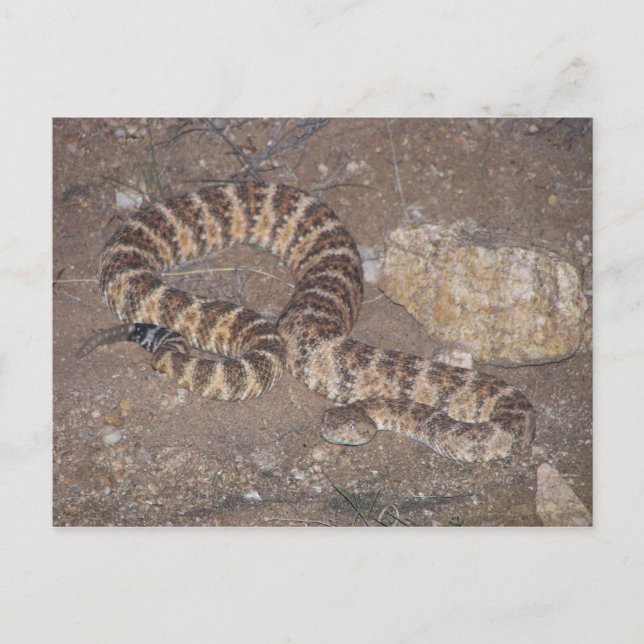 Tiger Rattlesnake Postkarte (Vorderseite)