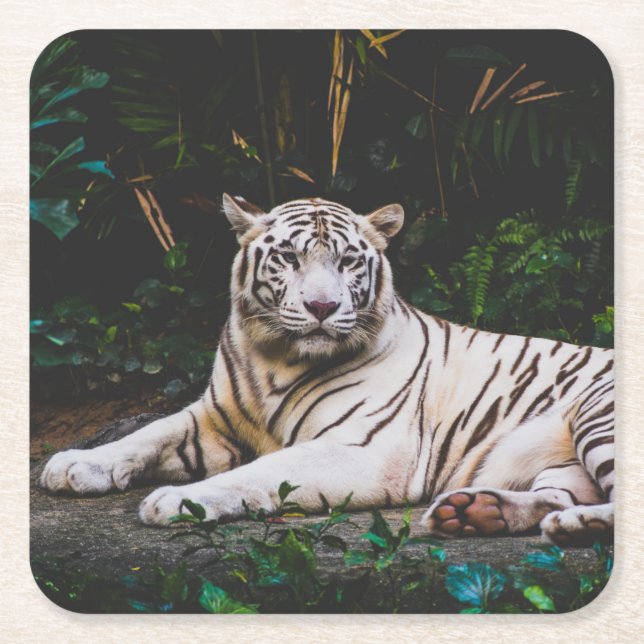Tiger Rechteckiger Pappuntersetzer (Vorderseite)