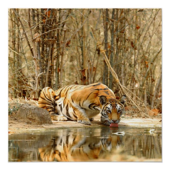 Tiger Reflection Poster (Vorderseite)