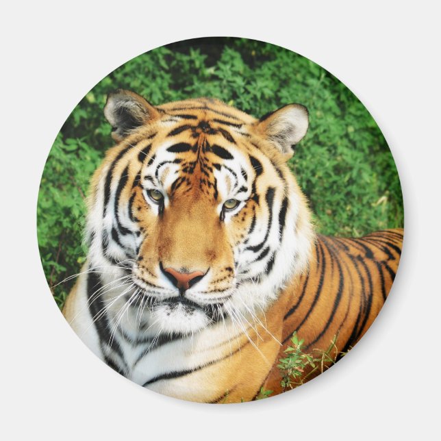 Tiger Relaxing Magnet (Vorne)