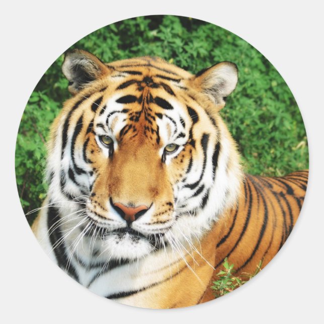 Tiger Relaxing Runder Aufkleber (Vorderseite)