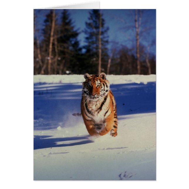 Tiger-Rennen über Schnee (Vorne)