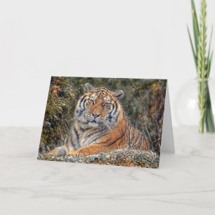 Tiger Royal Snow Card Karte