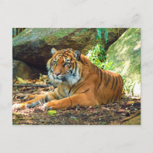 Tiger Ruhen durch Steine Postkarte