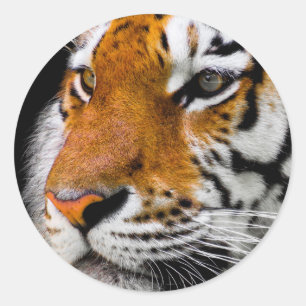 Tiger Runder Aufkleber