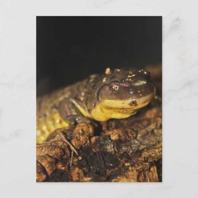 Tiger Salamander Postkarte (Vorderseite)