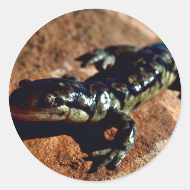 Tiger Salamander Runder Aufkleber (Vorderseite)