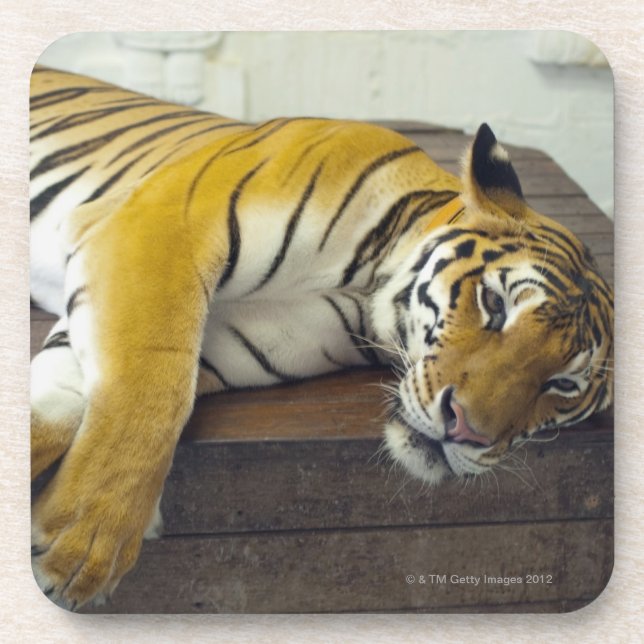 Tiger, Samui, Thailand Getränkeuntersetzer (Vorderseite)