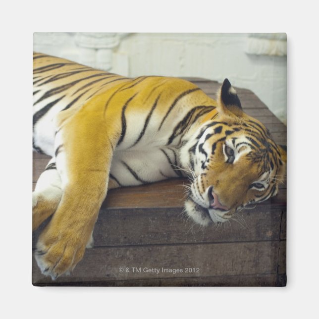 Tiger, Samui, Thailand Magnet (Vorne)