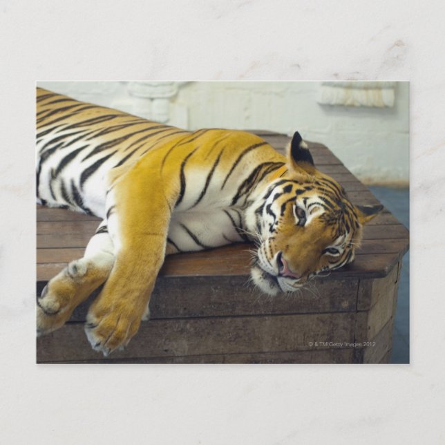 Tiger, Samui, Thailand Postkarte (Vorderseite)