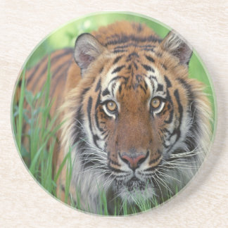 Tiger Sandstein Untersetzer