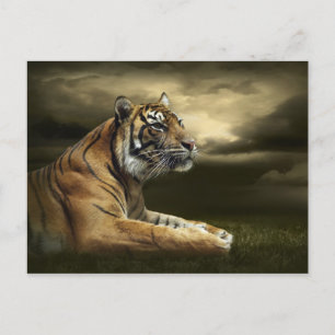 Tiger schauend und sitzend unter einem dramatische postkarte