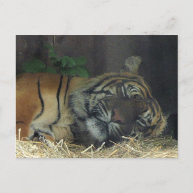 Tiger schlafen? postkarte (Vorderseite)