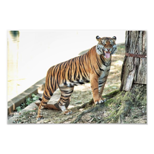 Tiger-Schnarling Fotodruck (Vorne)