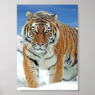 Tiger-Schnee-Gebirge Natur Winter-Foto-Poster Poster